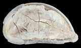 Triassic Fossil Fish In Nodule - Madagascar #53759-2